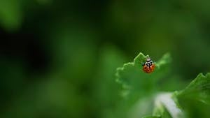 Free stock photo of ladybug, water drop